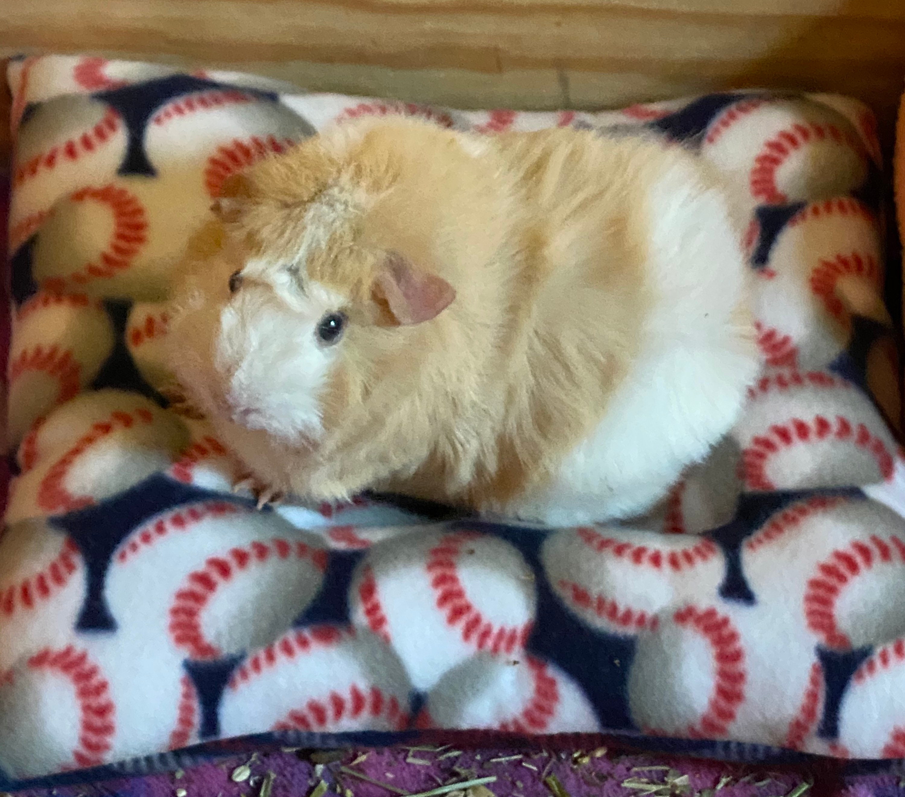 Ice Cream Truck Guinea Pig Lap Pillow / Guinea Pig Popsicle Bedding ... - Simple Guinea Pig Dessert
