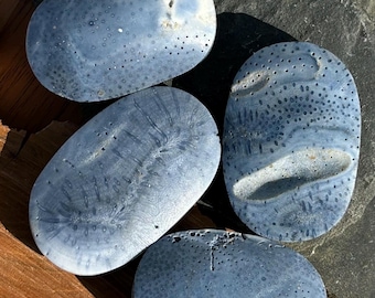 Blue Coral Fossil Palm Stone Ocean Life Crystal