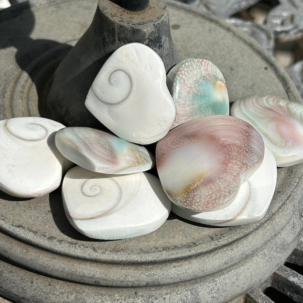 Shiva eye snail cats pacific eye shell fossil operculum Gastropod carved heart fossils white pink turquoise US SELLER crystals