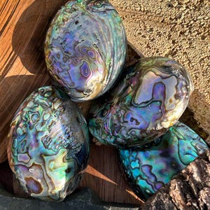 May include: Four iridescent abalone shells with a pearlescent sheen. The shells display a range of colors, including blues, greens, purples, and golds. The shells are oval-shaped and have a textured surface. The shells are arranged on a wooden surface.