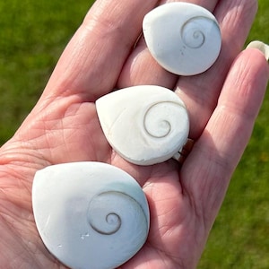 May include: Three white, teardrop-shaped seashells with a spiral design are held in a hand. The shells have a smooth, pearly texture and a subtle, natural color variation. The background is a blurred view of green grass.