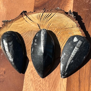 Orthoceras fossil crystal natural crystalized stone fossils stones fossilized crystals cephalopods marine black white Paleozoic era squid