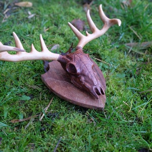 May include: A wooden deer skull with antlers mounted on a wooden plaque. The skull is stained a dark brown color and the antlers are a light brown color. The plaque is a dark brown color and has a slightly textured surface. The skull and antlers are mounted on a green grassy surface.