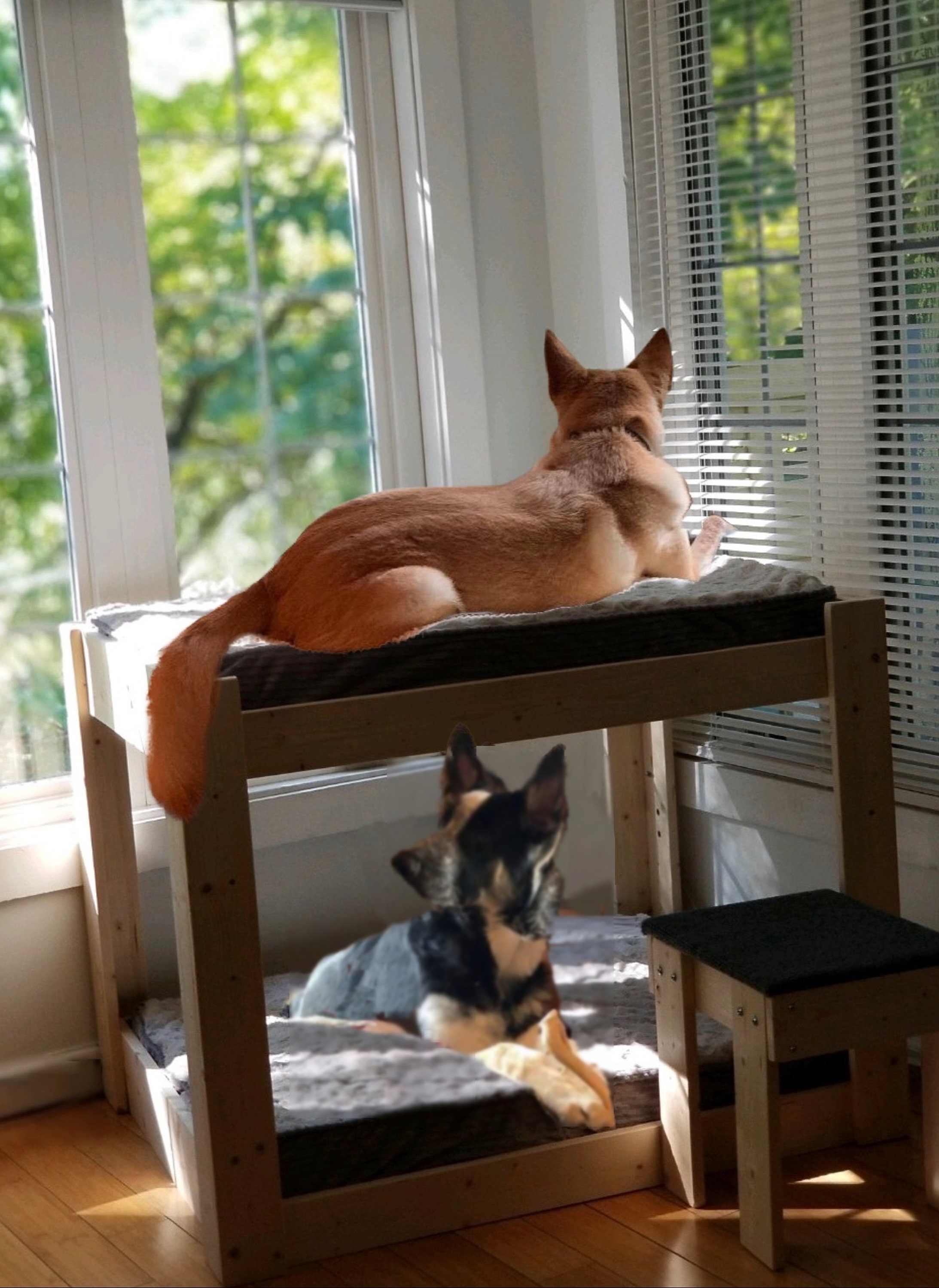 dog bunk beds etsy