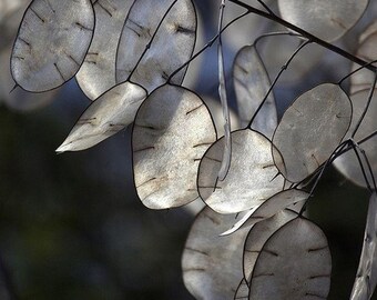 Money Plant Seeds Etsy - money plant seeds