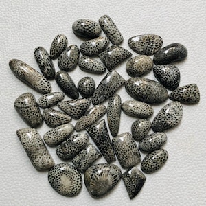 May include: A collection of polished, smooth, gray and black fossilized coral cabochons in various shapes and sizes. Each stone features a distinct, intricate, natural honeycomb or circular pattern throughout its surface, showcasing organic textures.