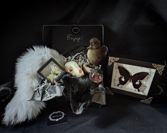 Premium Oddities & Curiosities Mystery Box-Vulture Culture-Taxidermy-Oddity-Curiosity-Specimen-Home-Altar-Gift