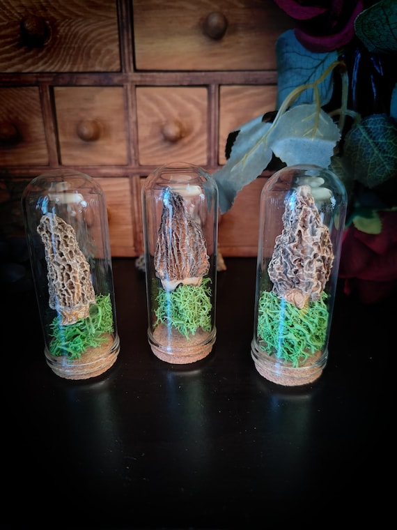 Morel Mushroom Dome - Nature Curiosity - Forest Specimen