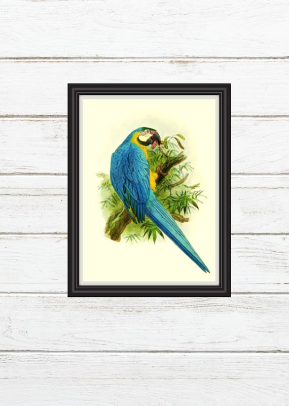 Vintage Bird Art Print Bird Wall Art Parrot Wall Hanging Blue Etsy