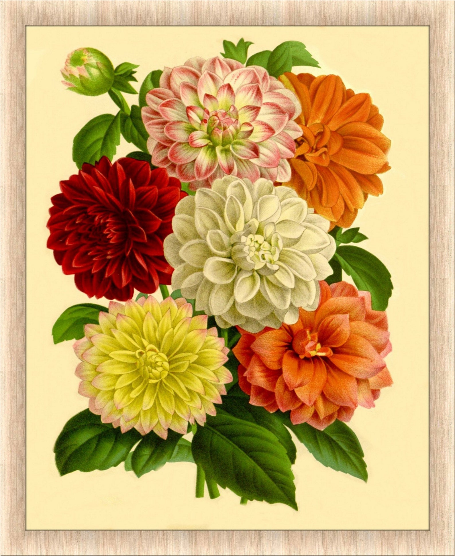 Dahlia Wall Art Flower Print Vintage Botanical Print Floral Etsy