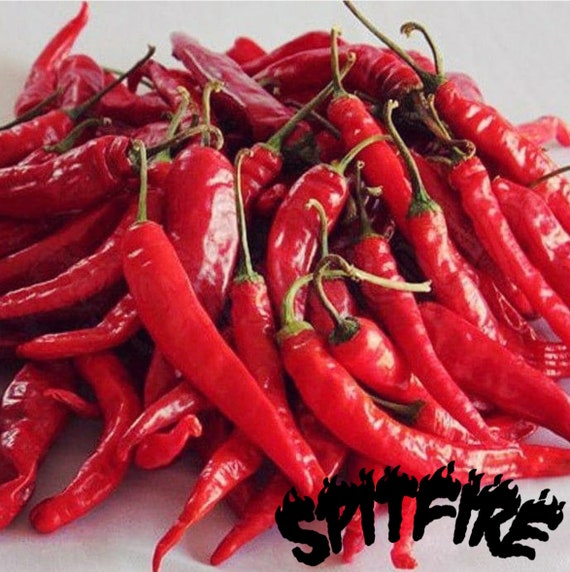 Kashmiri Chilli Peppers//Asian Curry//Vegetable Bulk 1000 Finest seeds