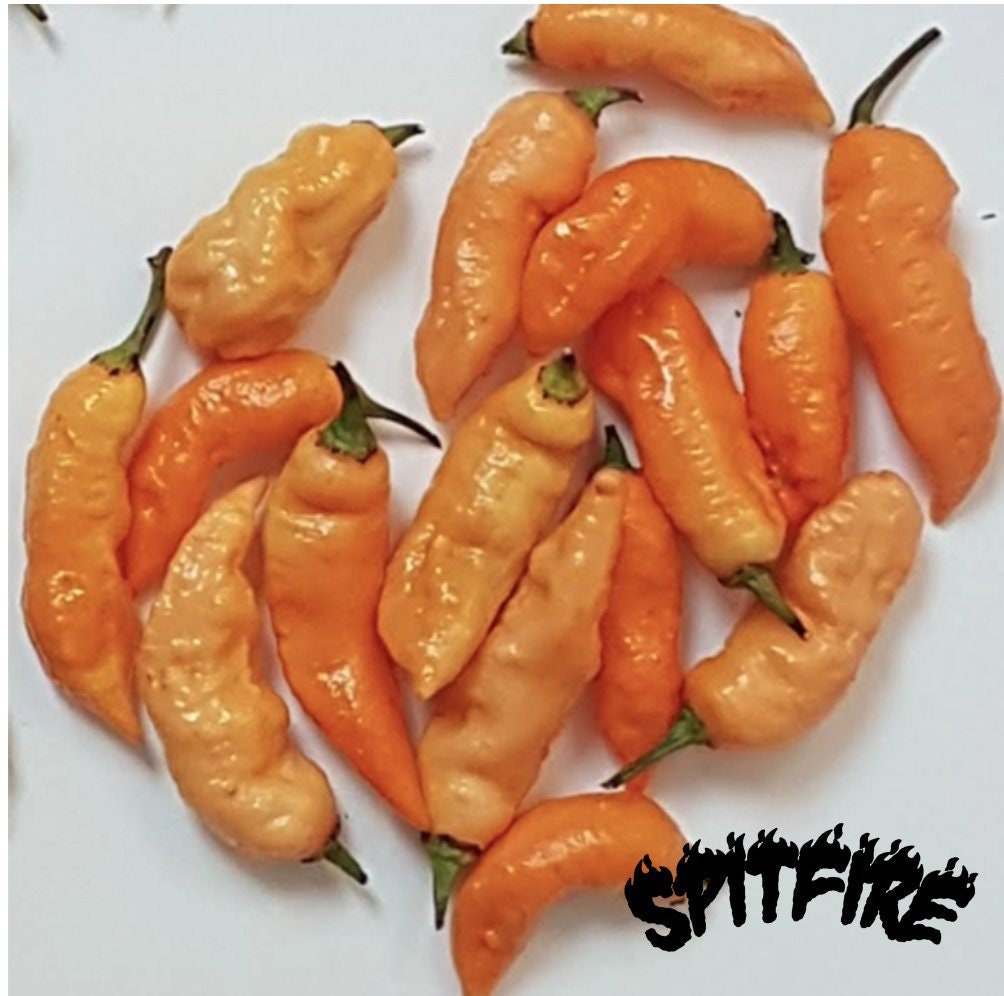 Peach Ghost Chilli Pepper Seeds Etsy