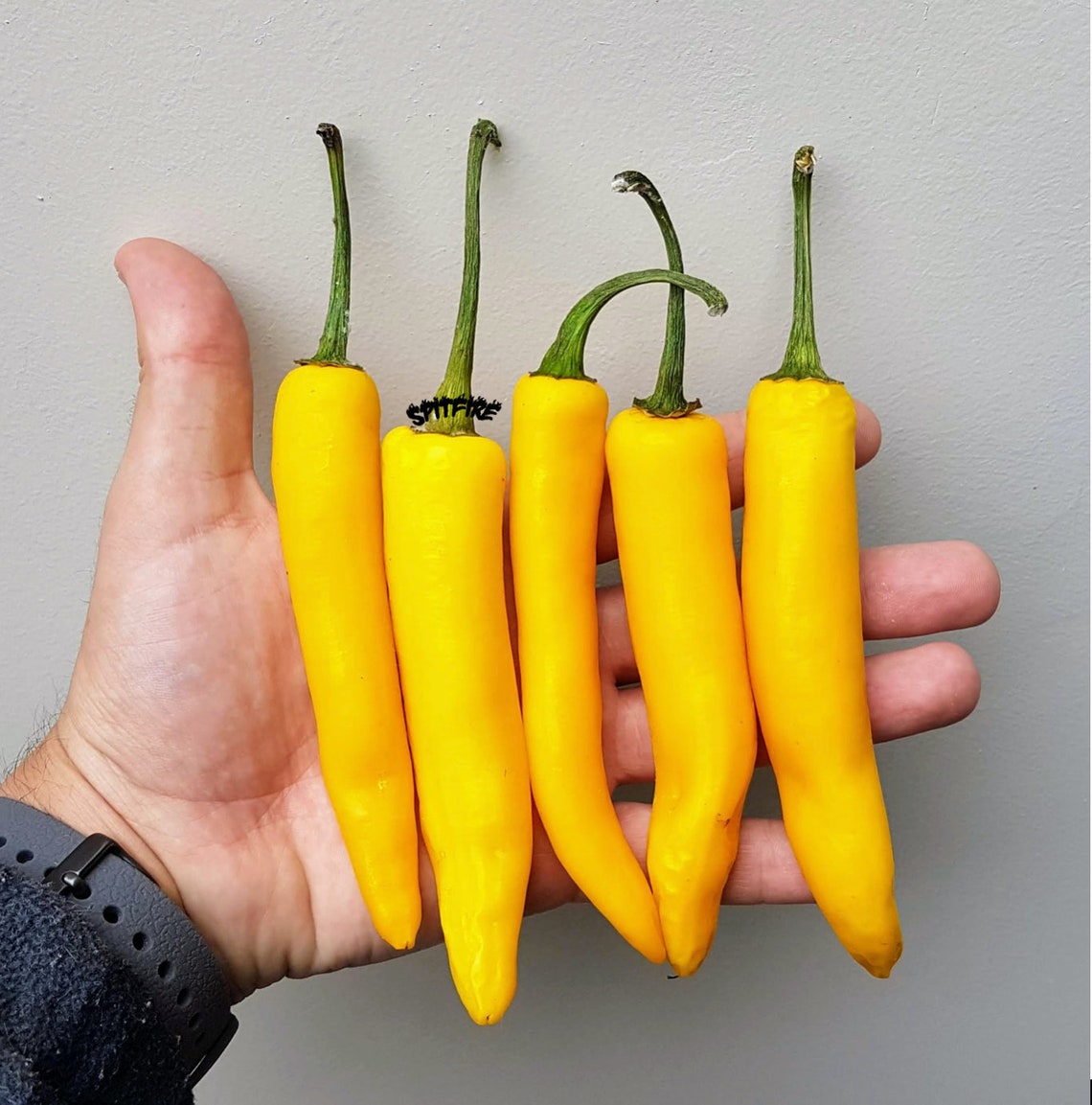 Yellow Cayenne chilli pepper seeds Etsy