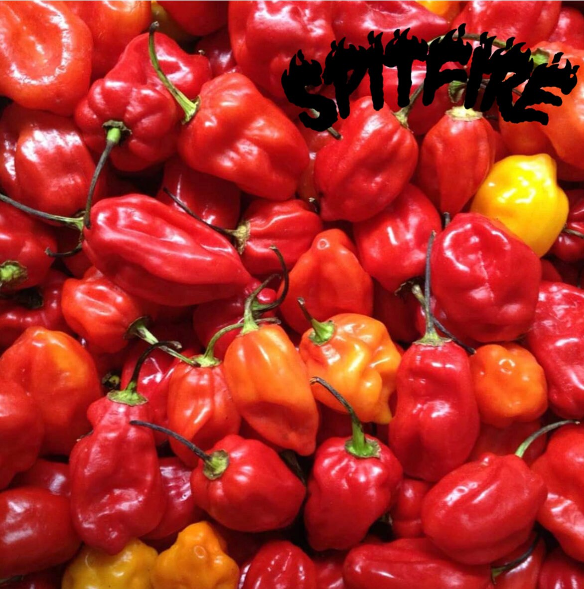 Dwarf-Saplings Habanero Red Chilli 1000 x hotter than a chilli ❂ Seeds 