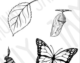 Butterfly Life Cycle