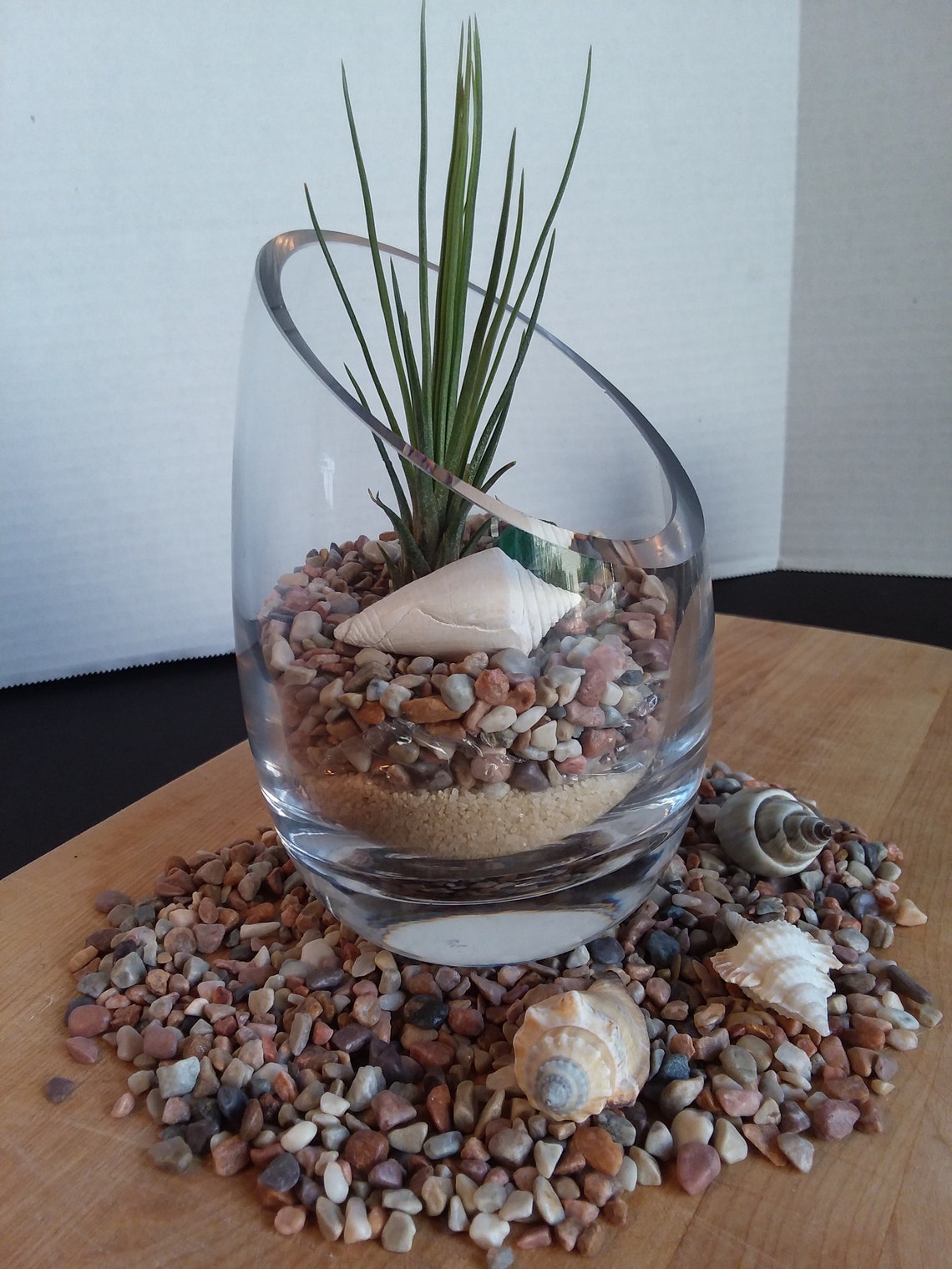 Seashell and Tillandsia Air Plant Terrarium Beach Decor Etsy