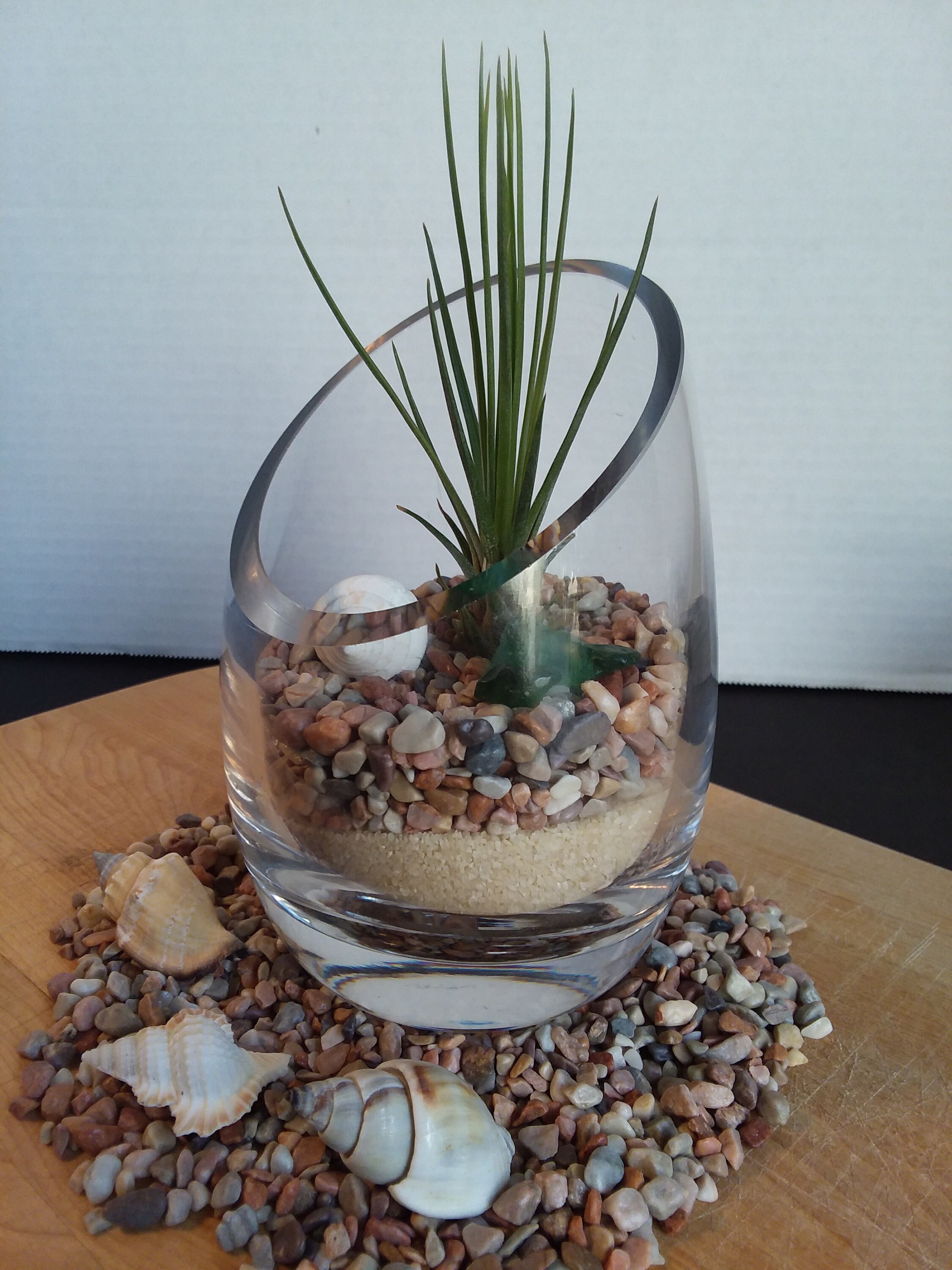 Seashell and Tillandsia Air Plant Terrarium Beach Decor Etsy
