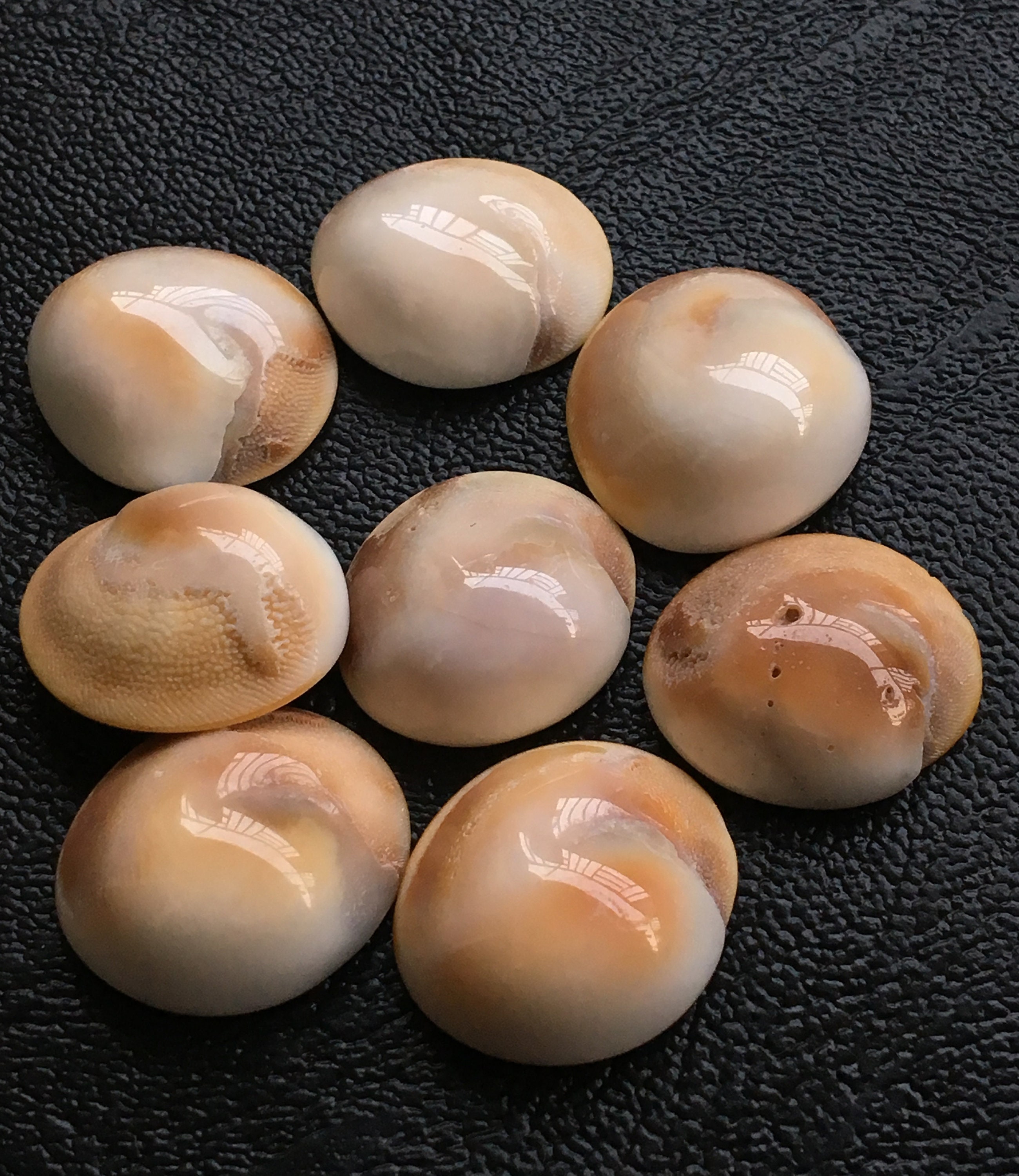 8PCS 100% Natural Shiva Eye Shell Gemstone 122Cts Shiva Eye | Etsy