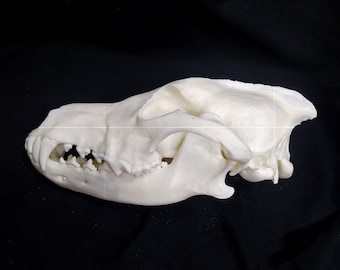 コヨーテの頭蓋骨のレプリカ（博物館品質） - Etsy 日本