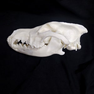 KOPIE eines Wolfsschädels, Replica Tierschädel, 1: 1 Größe und Gewicht Kopie eines Wolfsschädels