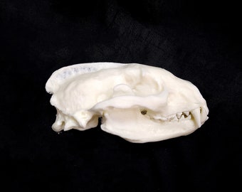 アメリカアナグマの頭蓋骨レプリカ（博物館品質） - Etsy 日本