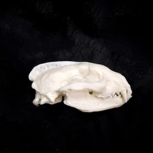 COPY of a Badger skull, Replica animal skull, 1:1 size and weight copy of a badger skull