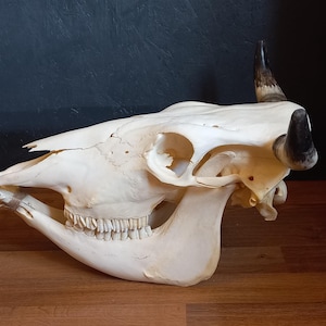 Echter Kuhschädel, Rinderschädel mit Hörnern #080125 Breite 44 cm