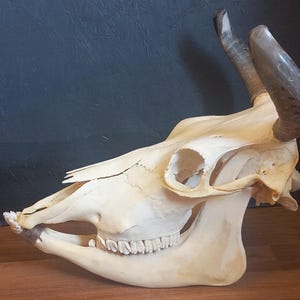 Real Cow Skull with Jaw, cattle skull with long horns and jaw, Width 40cm 02.0425