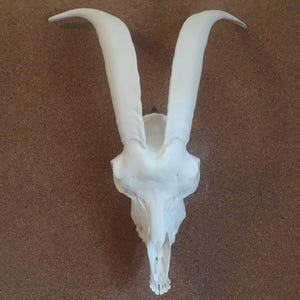 Goat Skull Replica | Any Color Goat Skull Copy | High quality replica goat skull with long  horns