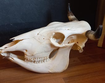 本物の牛の頭蓋骨、角のある牛の頭蓋骨 #080125 幅 44 cm - Etsy 日本