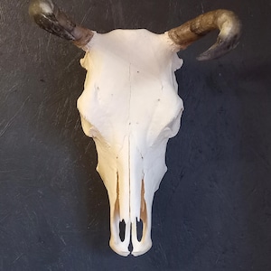 Echter Kuhschädel, Rinderschädel mit Hörnern #02.1124 Breite 37 cm