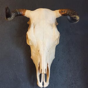 Real Cow Skull, cattle skull with horns #03.0525 width 45cm
