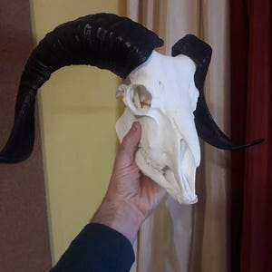 Ram skull with jaw. High quality replica ram skull with long twisted black horns