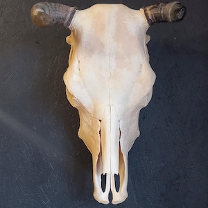 Echter Kuhschädel, Rinderschädel mit Hörnern #03.0125 Breite 35 cm