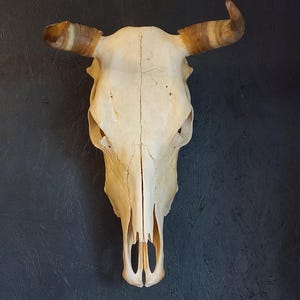 Echter Kuhschädel, Rinderschädel mit Hörnern #02.0525 Breite 33 cm