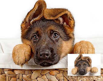 May include: A brown and black German Shepherd puppy with floppy ears is lying in a wicker basket. The puppy is looking at the camera with its tongue slightly sticking out.