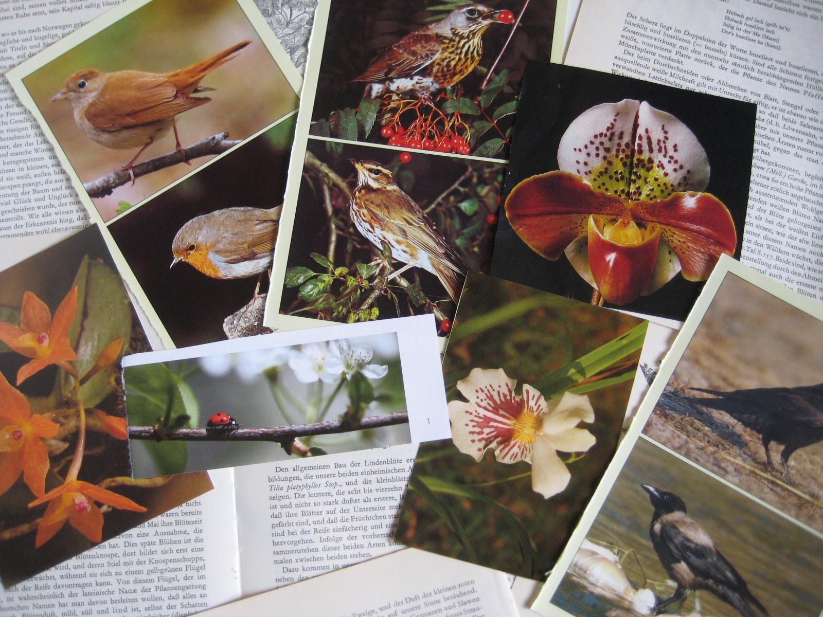 Vintage Junk Journal Craft Kit Nature Ephemera Plants Animals Etsy