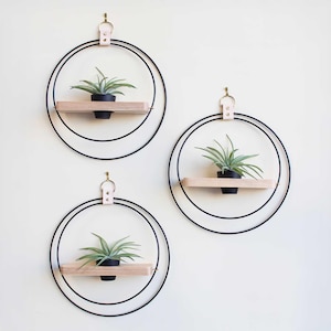 May include: Three circular wall planters with black metal rings, wooden shelves, and small potted plants. Each planter has a light-colored leather strap and a gold-colored hook for hanging. The plants have green leaves.