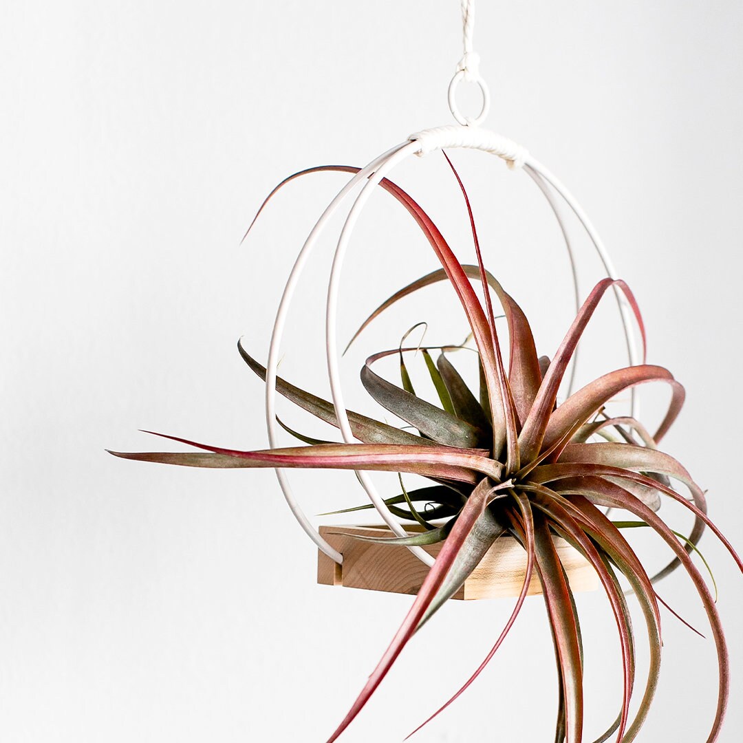 Pflanzenhänger Hängender Überhänger Moderner Pflanzenhänger | Etsy