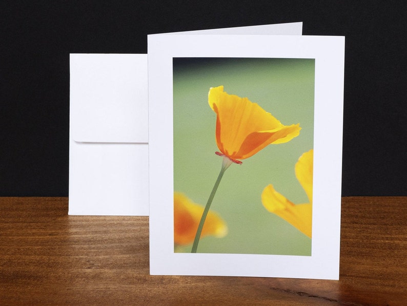 Poppy, Greeting Cards, Note Cards, Any Occasion Cards image 1