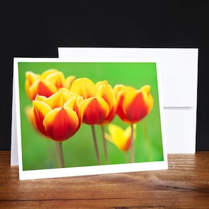 Tulpen Grußkarten, Notizkarten, Jede Gelegenheitskarte, rot und gelb