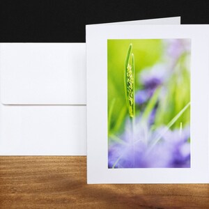 Viola, tarjetas de felicitación en blanco, tarjetas de cualquier ocasión, hierba verde