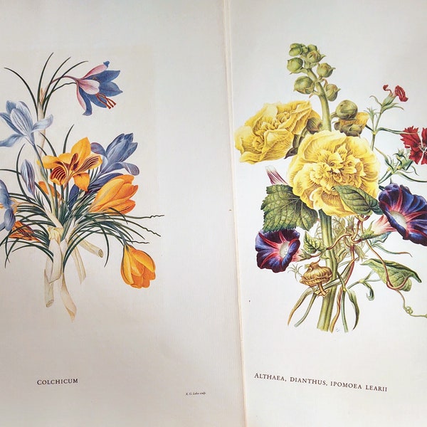 Vintage 35 prints 12x15 3/4 Valentine's treasure 1950 roses p.j. redoute flowers Eva Mannering