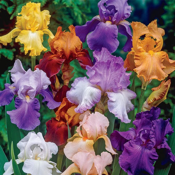 5 Beautiful Iris Rhizomes.  Mixed Colors Bearded Iris