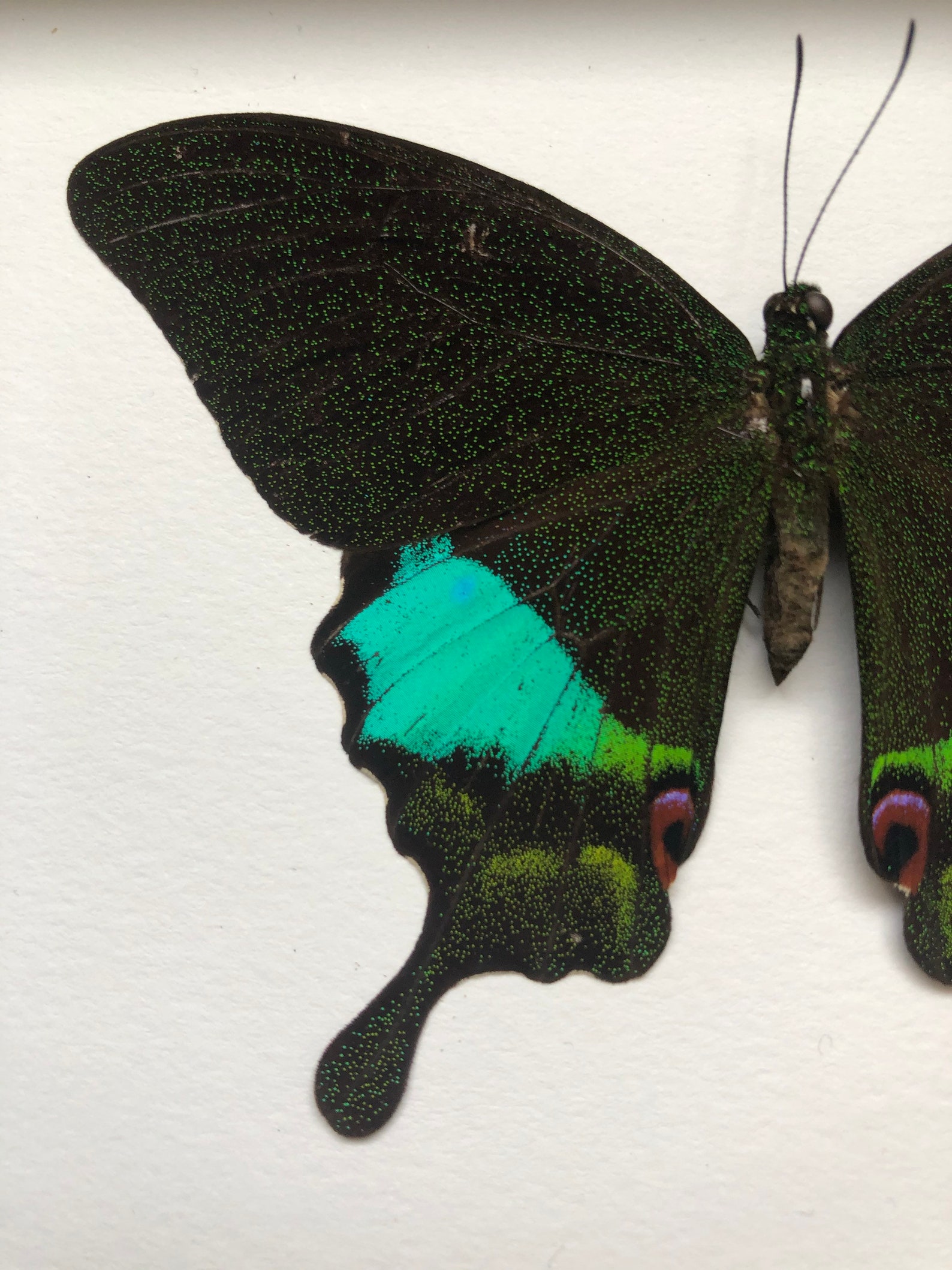 Real Framed Jungle Jade Butterfly Papilio Karna Framed Etsy