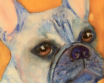 Può includere: Dipinto ad acquerello del muso di un bulldog francese. Il cane ha un mantello blu-grigio, occhi marroni e un naso blu scuro. Lo sfondo è arancione caldo. La firma dell'artista è nell'angolo in basso a sinistra.
