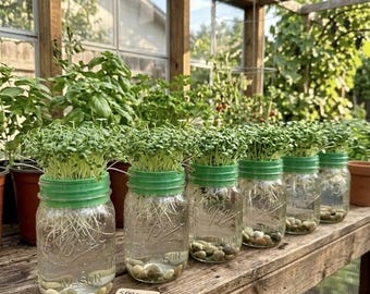Micro greens growing set for both large and small mason jars available.