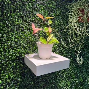 Floating Shelf, plant shelf, multiple colors