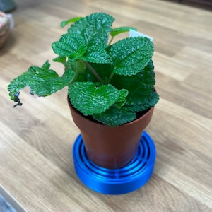 May include: A small green plant with dark green leaves growing in a brown pot with a blue saucer.