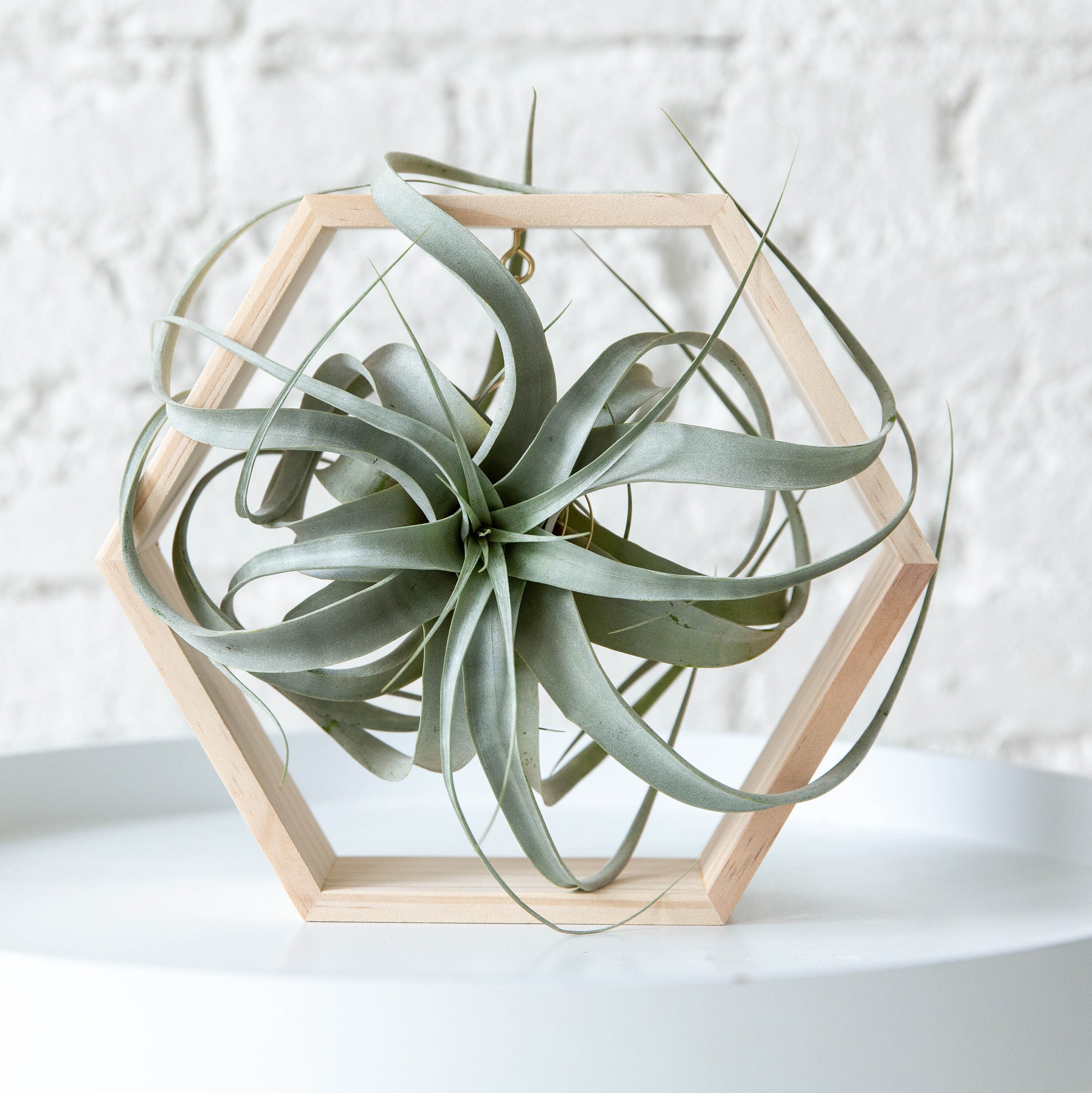 XeroHex: Tillandsia Xerographica + Hex Holder